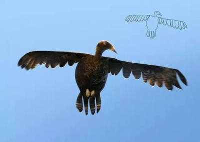 你畫成啥樣 我就長成啥樣,51美術(shù)社