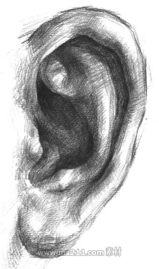素描頭像-耳朵