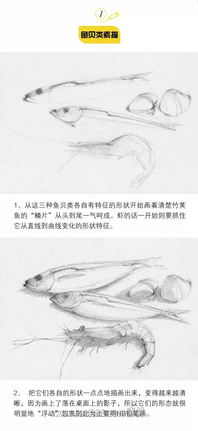 素描靜物：魚貝類物體的質感表現_01.jpg