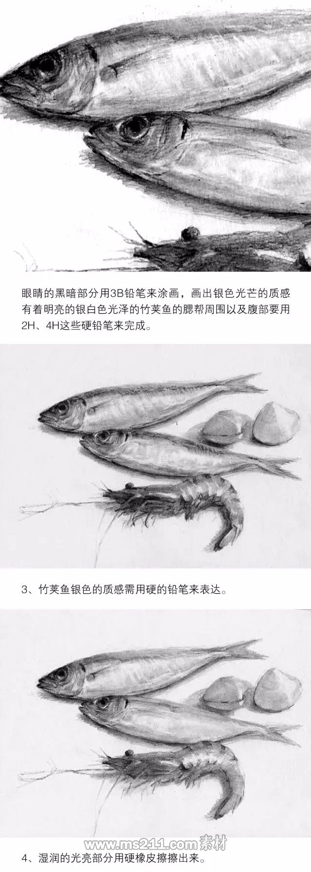 素描靜物：魚貝類物體的質感表現_02.jpg